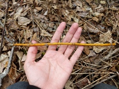 Aurantioporthe corni