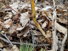 Aurantioporthe corni