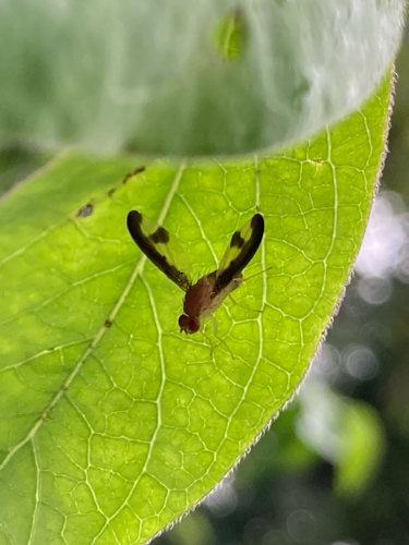 Antlered Flutter Fly