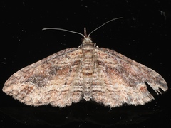 Chloroclystis filata