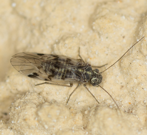Amphigerontia nuotrauka