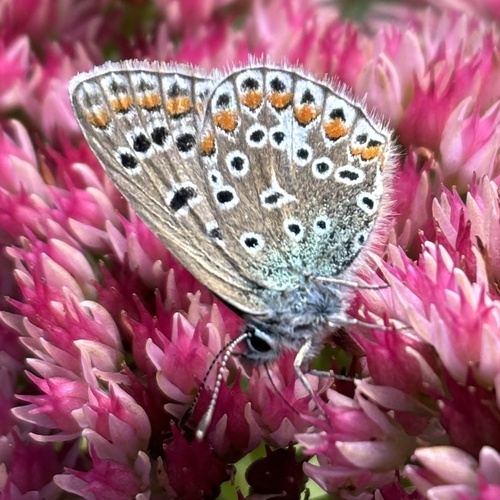 Common Blue