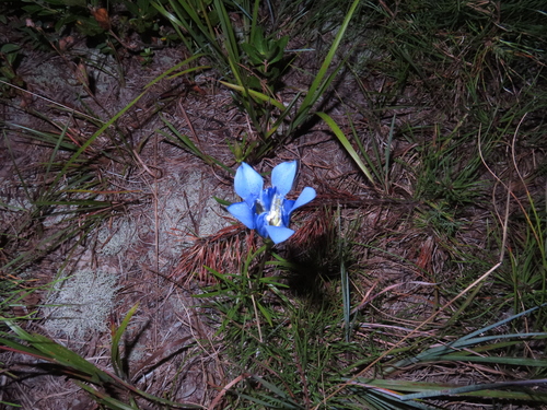 Pine Barren Gentian