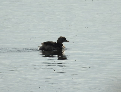 Little Grebe
