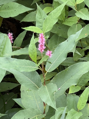 water smartweed