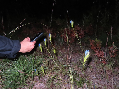 Pine Barren Gentian