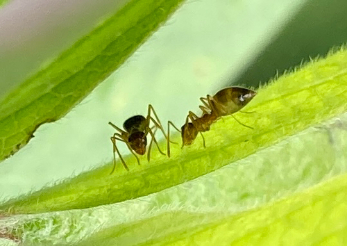 American Winter Ant