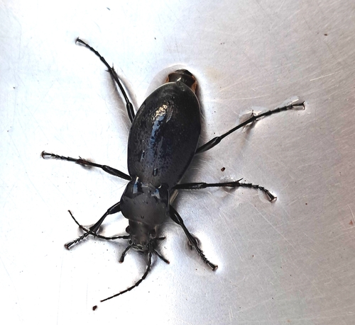 Leather Beetle