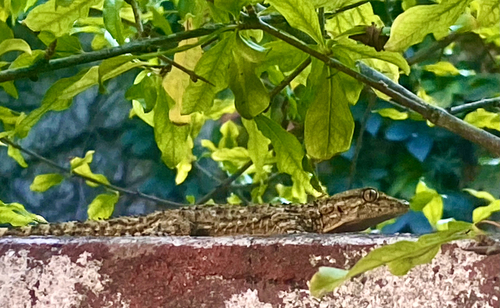 Moorish Gecko