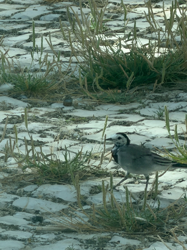 White Wagtail