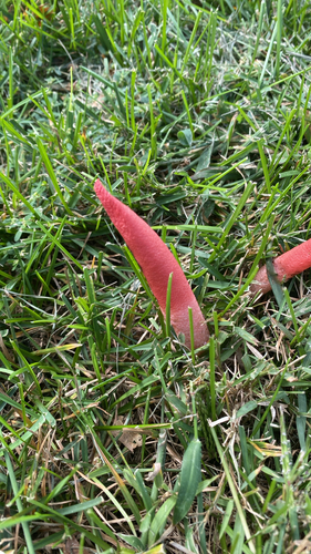 devil's dipstick