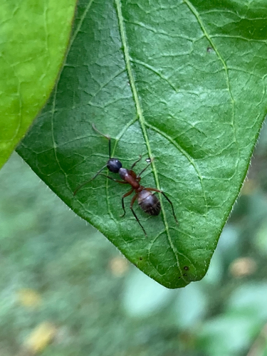 Ferruginous Carpenter Ant