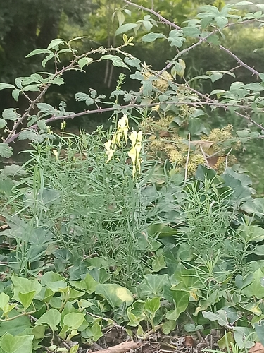 common toadflax