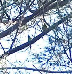 Thectocercus acuticaudatus