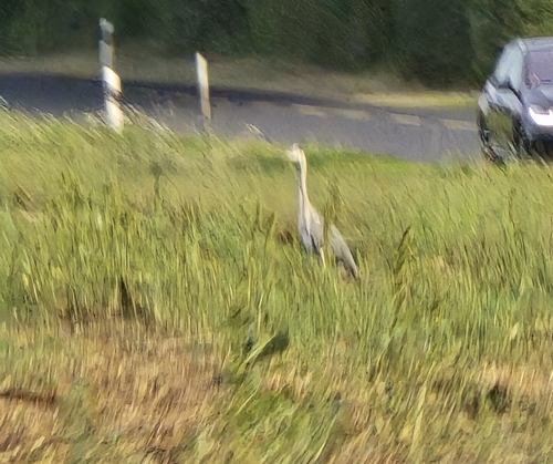 Grey Heron