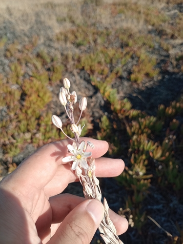 sea squill