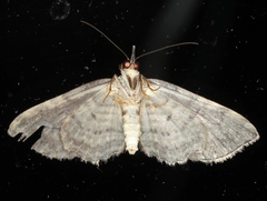 Chloroclystis filata