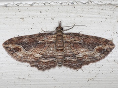 Chloroclystis filata