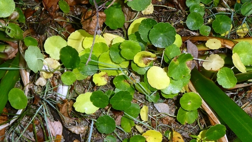 Hydrocotyle vulgaris, photograph 5