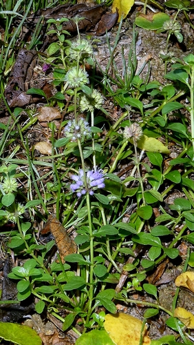 Mentha pulegium, photograph 5