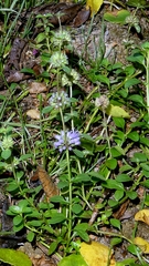 Mentha pulegium, photograph author not stated, no rights reserved