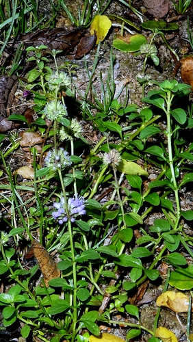 Mentha pulegium, photograph 4