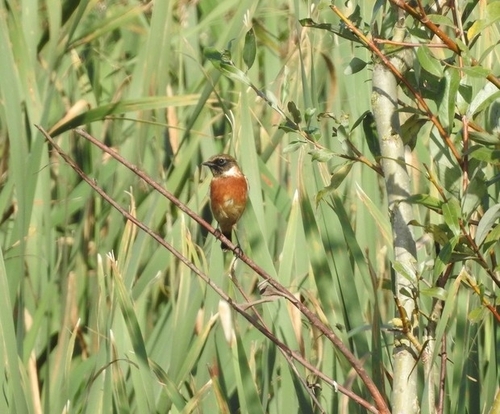 European Stonechat