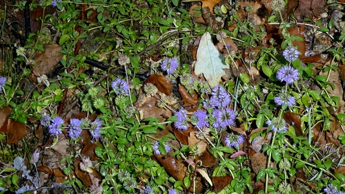 Mentha pulegium, photograph 6