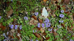 Mentha pulegium, photograph author not stated, no rights reserved