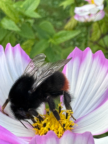 Red-tailed Bumble Bee