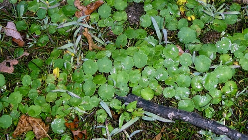 Hydrocotyle vulgaris, photograph 4