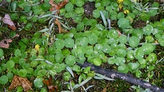 author not stated, no rights reserved Hydrocotyle vulgaris, photograph author not stated, no rights reserved