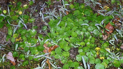 Hydrocotyle vulgaris, photograph 3