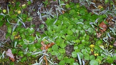 author not stated, no rights reserved Hydrocotyle vulgaris, photograph author not stated, no rights reserved