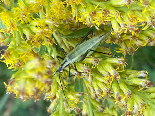 Forbes' Tree Cricket