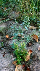 Chenopodium album, photograph author not stated, no rights reserved