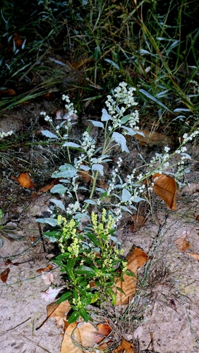 Chenopodium album, photograph 6