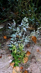 Chenopodium album, photograph author not stated, no rights reserved