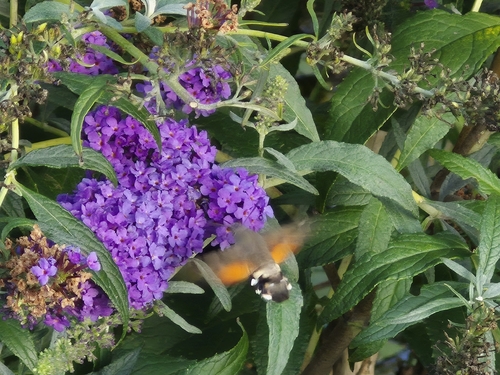 Eurasian Hummingbird Hawkmoth