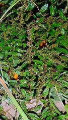 Lipandra polysperma, photograph author not stated, no rights reserved