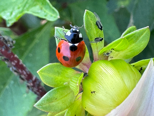 Seven-spotted Lady Beetle