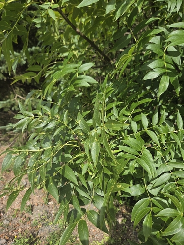 European ash