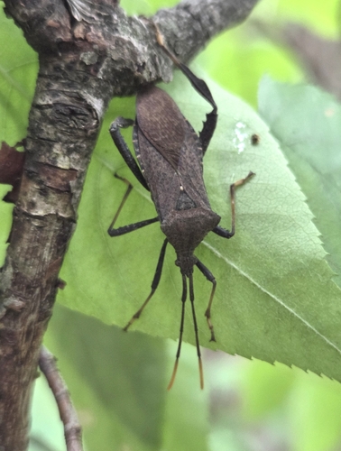 Acanthocephala terminalis