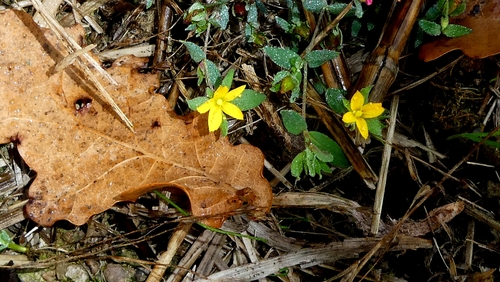Hypericum humifusum, photograph 1