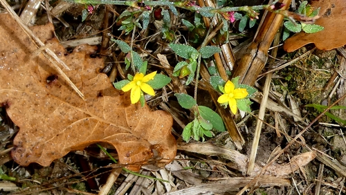 Hypericum humifusum, photograph 2