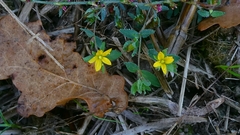 author not stated, no rights reserved Hypericum humifusum, photograph author not stated, no rights reserved