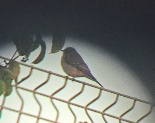 Spotted Flycatcher
