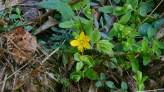 author not stated, no rights reserved Hypericum humifusum, photograph author not stated, no rights reserved
