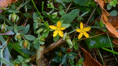 Hypericum humifusum