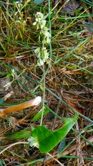 Fallopia convolvulus, photograph author not stated, no rights reserved